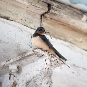 Barn Swallow