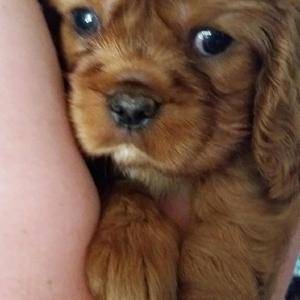 Cavalier King Charles Spaniel