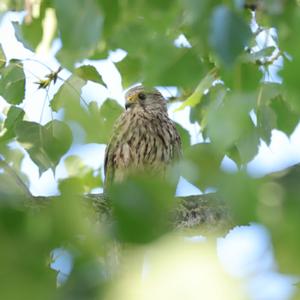 Common Kestrel