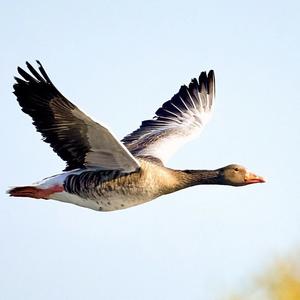 Greylag Goose