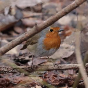 European Robin