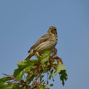 Cirl Bunting