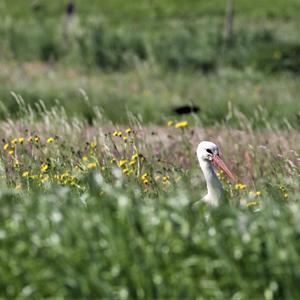 White Stork