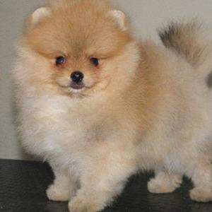 Pomeranian