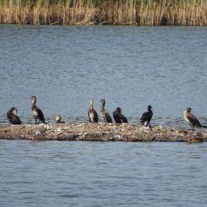 Great Cormorant