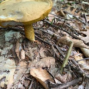 Lurid Bolete