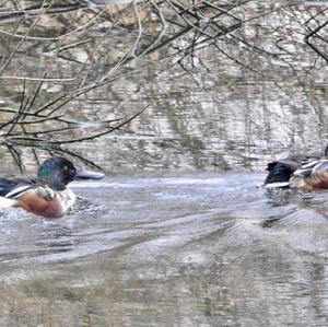 Northern Shoveler