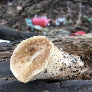 Dryad`s Saddle