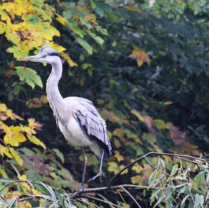 Grey Heron