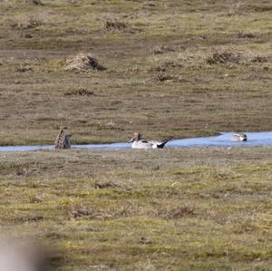 Northern Pintail