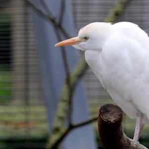 Great Egret