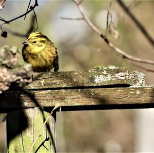 Yellowhammer