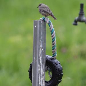 Black Redstart