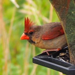 Northern Cardinal