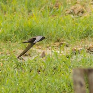 Common Swift