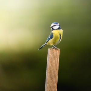 Blue Tit