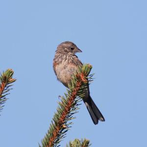 Rock Bunting