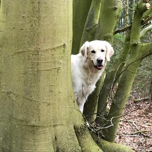 Retriever (Golden)