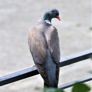 Common Wood-pigeon