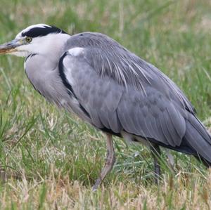 Grey Heron