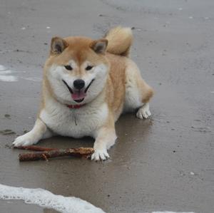 Shiba Inu