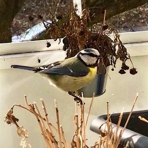 Blue Tit