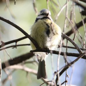 Blue Tit