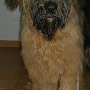 Briard