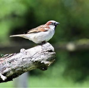 House Sparrow