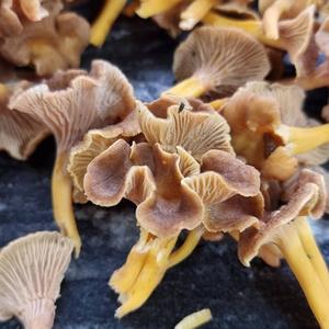 Trumpet Chanterelle