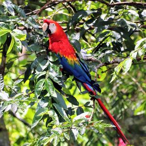 Scarlet Macaw