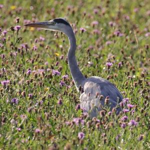 Grey Heron