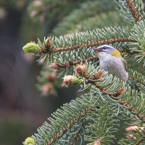 Sommergoldhähnchen