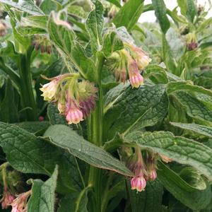 Comfrey (Common)