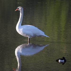 Mute Swan