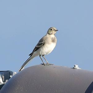 White Wagtail