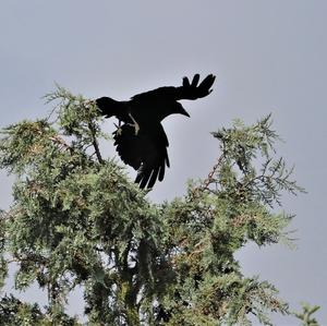 Carrion Crow