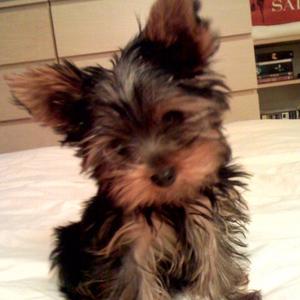 Yorkshire Terrier