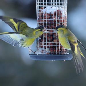 Eurasian Siskin