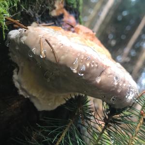 Red-belted Polypore