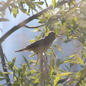 Great Reed-warbler