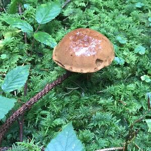 Bay Bolete