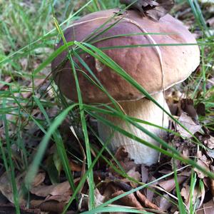 King Bolete