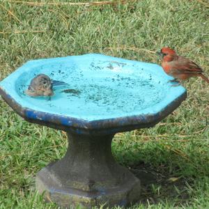 Northern Cardinal