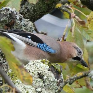 Eurasian Jay