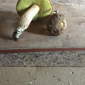 Variegated Bolete