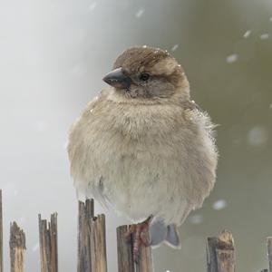 House Sparrow