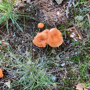 Chanterelle, Common