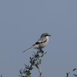 Great Grey Shrike