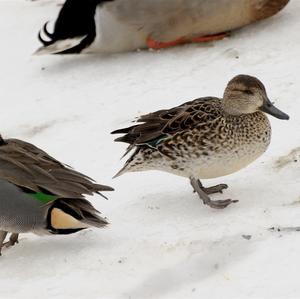 Common Teal